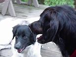 Dogs